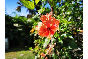 fleur-hibiscus-creole-guadeloupe