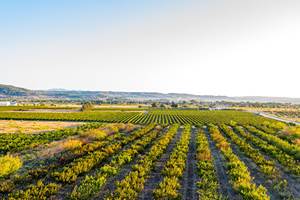 gîtes au cœurs des vignes