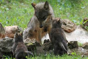 Parc Animalier de Gramat - Loups