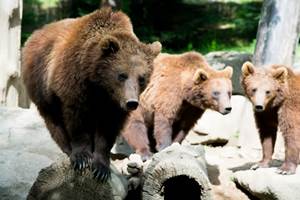Parc animalier