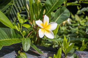 Fleur de Frangipanier