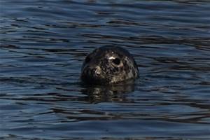 Phoque gris venant respirer en surface