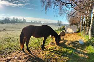 animaux de la ferme autour du gite
