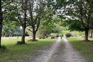 allee-parc-maison-de-vacances-baden-bretagne-sud-nature-balade-moutons