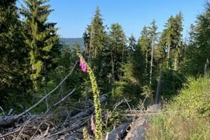 thumbnail_IMG_9249