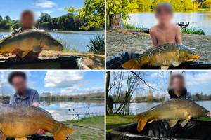 Carpes