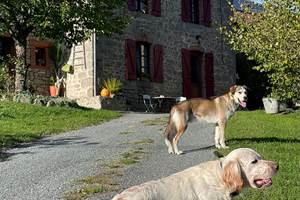 Chiens de la maison dans une excelente chambre d'hotes digne des hôtels d'Aubusson
