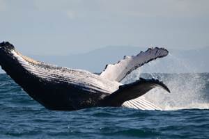 saut de baleine ( de juillet à septembre )