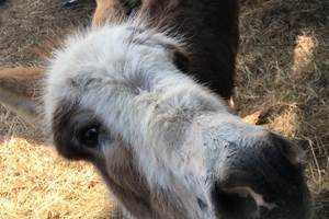 gite_groupe_sarthe_la_fleche_animaux_ane_hameau_des_deux_ailes