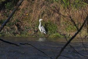 Een blauwe reiger speurt geconcentreerd naar vis aan de overkant