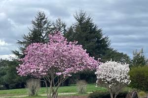 Jardin le 21 mars 2025