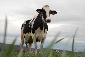 vache au pré par dessous