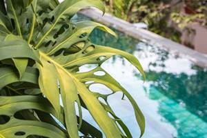 Feuilles de Monstera