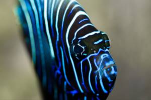 AQUARIUM DU LIMOUSIN A LIMOGES