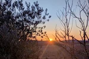 Coucher de soleil entre olivier et grenadier