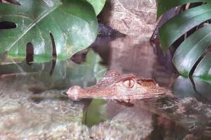 AQUARIUM DU LIMOUSIN A LIMOGES