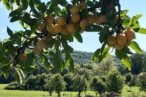 Nos belles mirabelles de Lorraine