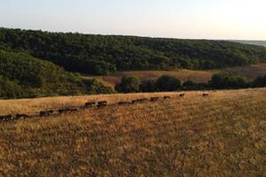 troupeau sur la crète