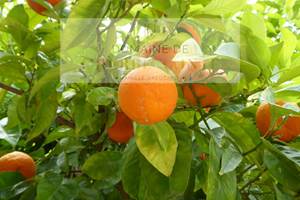 Hespérides aux domaines de l'Herbe Sainte