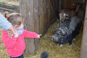 Les petits animaux