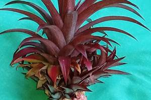 Gite-Bananier-ananas-tropical-guadeloupe-sainte-anne