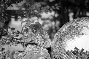 Les lézard profitent de la déco pour bronzer