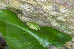 Les habitantes du jardin