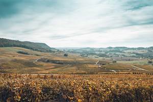 Le vignoble au Vernois
