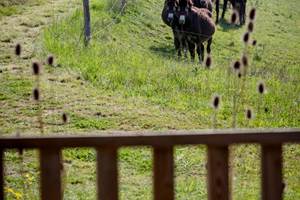 vue terrasse écolodge sunshine