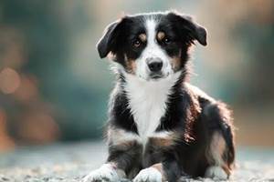 Nos amis les chiens sont acceptés !