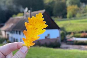 feuille de chene Casa Mypi
