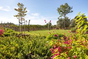 Domaine des Peirecedes-0139