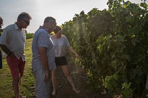 Château Haut Bourcier, Blaye Côtes de Bordeaux, visite et dégustation