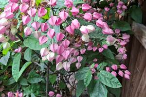 CLERODENDRON ELEGANT