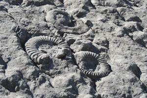 Dalles aux ammonites classée par l'UNESCO