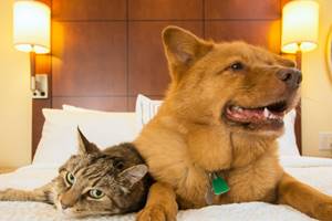hotel-animaux-chat-chien