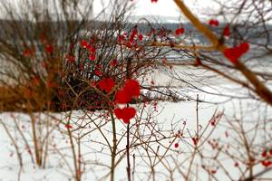 baies rouges au bord du lac de Joux
