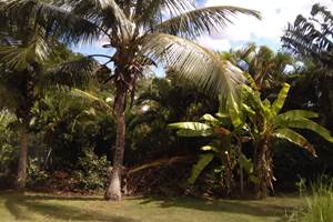 les jardins des balisiers  (34)