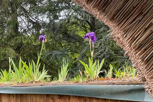Les iris ourlent le toit de chaume, signature de´licate dela chaumie`re normande