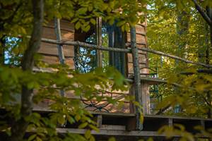 cabane vue de la foret