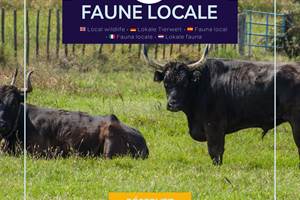 Environnement naturel préservé avec présence de taureaux de Camargue, offrant un cadre authentique et typique des paysages sauvages du sud.