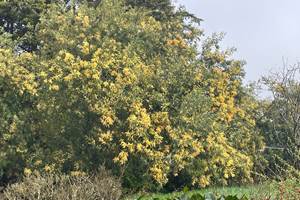 Mimosa du jardin mars 2025