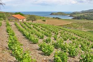 Le vignoble et la Méditerranée
