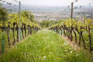 vignoble alsace
