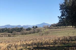 Gîte Le Couchant : Vue sur les vignes de Châteauneuf du Pape et le Mont Ventoux
