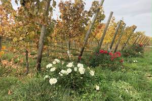 Gite-de-groupe-alsace-vosges-chalet-vigne-automne