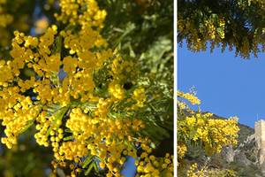 fete-du-mimosa-001