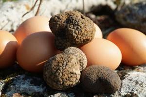 Récolte de truffes du Périgord territoire des gites de fred