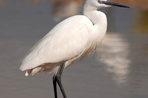 Oiseaux emblématiques de Camargue autour du canal.