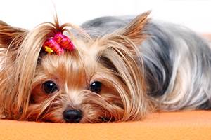 mignon-chien-york-terrier-105758